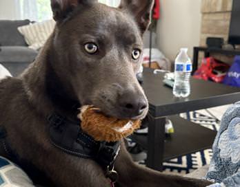 Lila