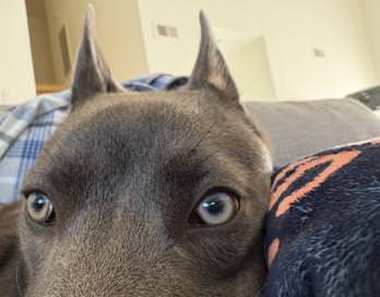 Lila