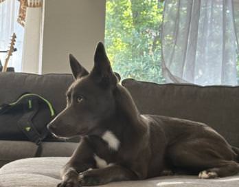 Lila