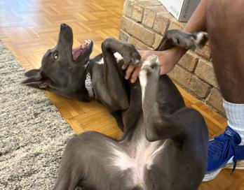 Lila