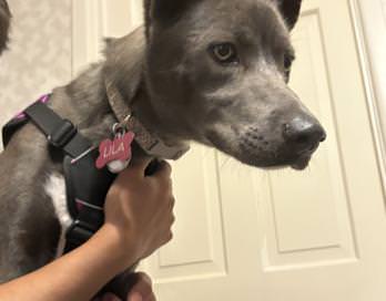 Lila