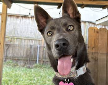 Lila