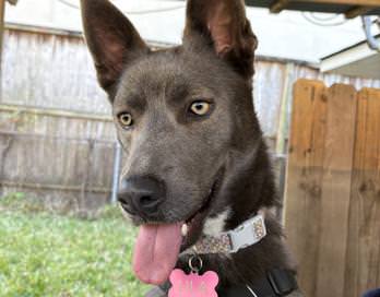 Lila